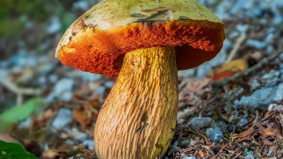 Boletus satanas - jedovatý satan