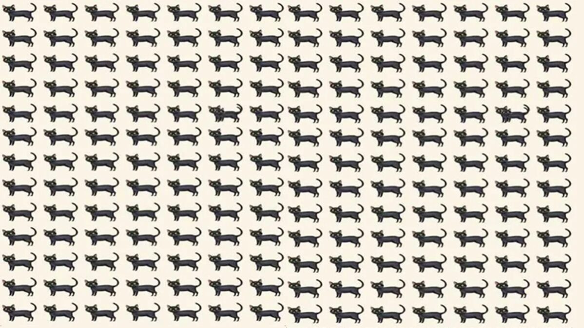 Obrázek k článku: Tento vizuální test prověří váš postřeh: Najdete do 23 vteřin dvě odlišné kočky?