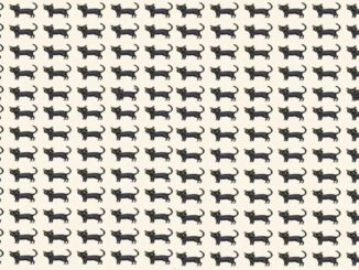 Obrázek k článku: Tento vizuální test prověří váš postřeh: Najdete do 23 vteřin dvě odlišné kočky?