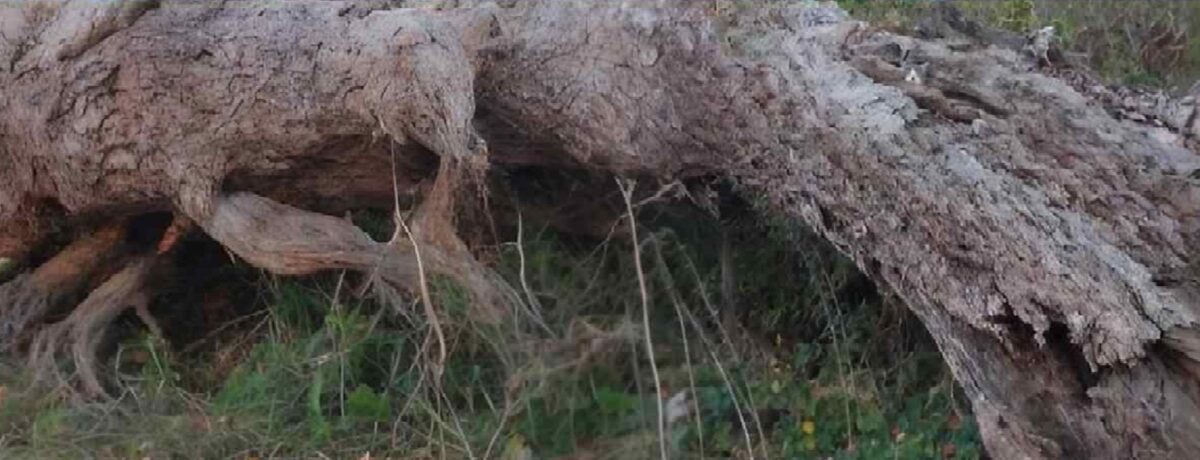 Kočka na stromě strom s neoznačenou kočkou