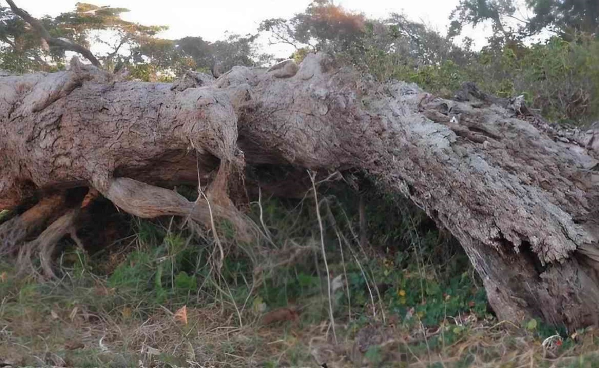 Kočka na stromě strom s ukrytou kočkou