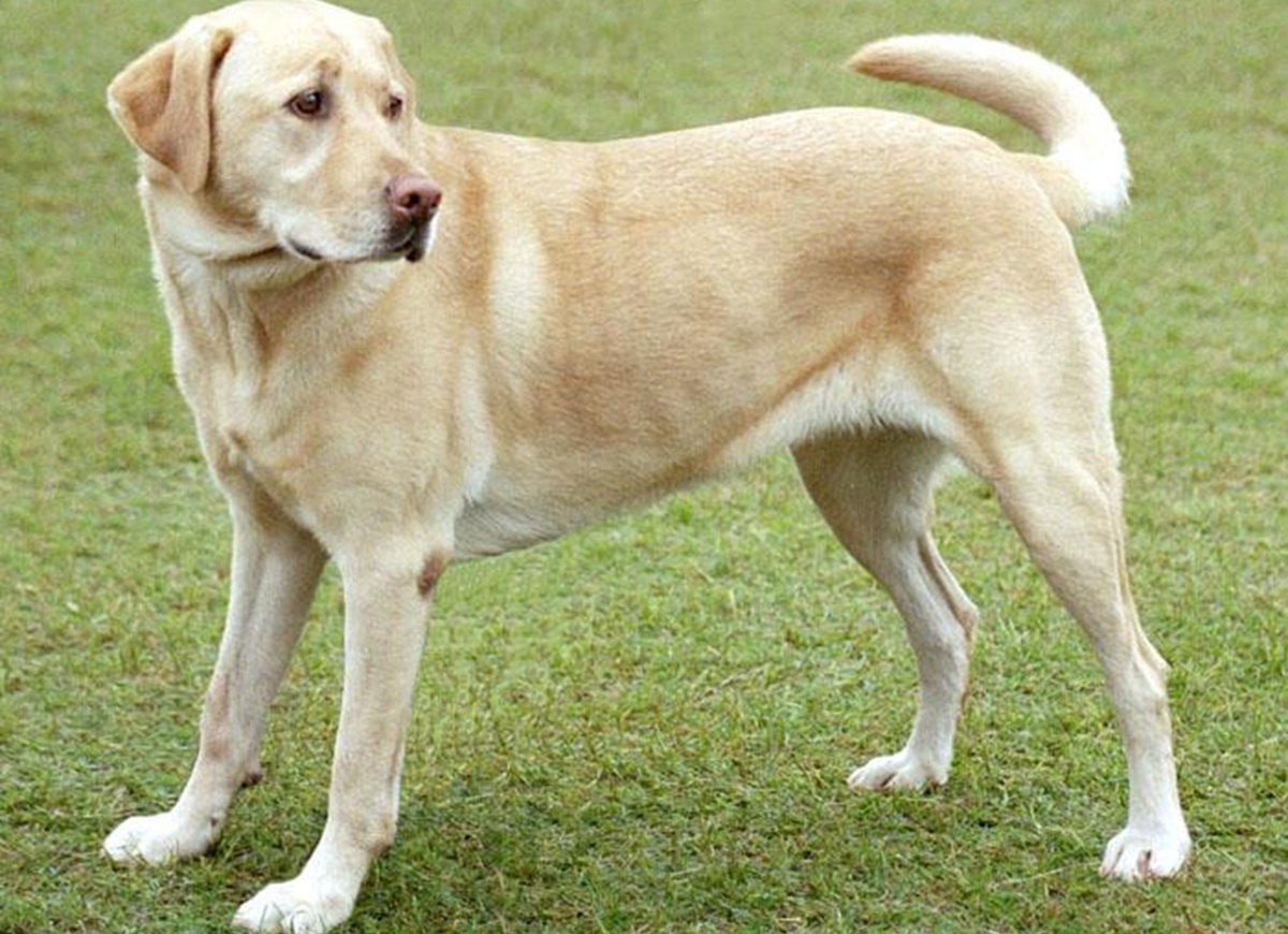 Obrázek k otázce 1