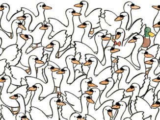 Obrázek k článku: Tento vizuální test prověří váš postřeh: Najdete do minuty mezi labutěmi tři srdce?