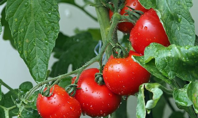 Milujete a pěstujete na své zahradě rajčata Přinášíme vám užitečné tipy pro jejich pěstování