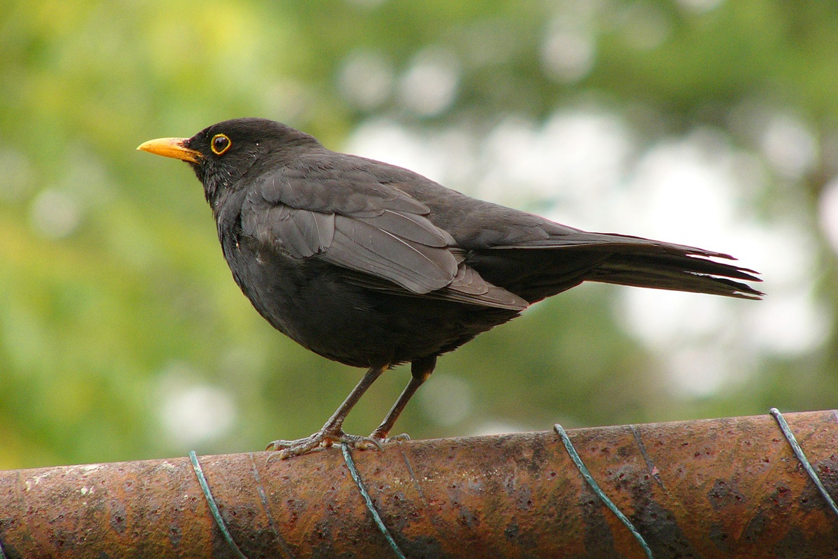 Obrázek k otázce 1