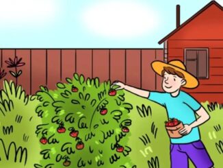 Obrázek k článku: Najdete chybu v obrázku chlapce sbírajícího jahody? Máte na to 59 sekund!