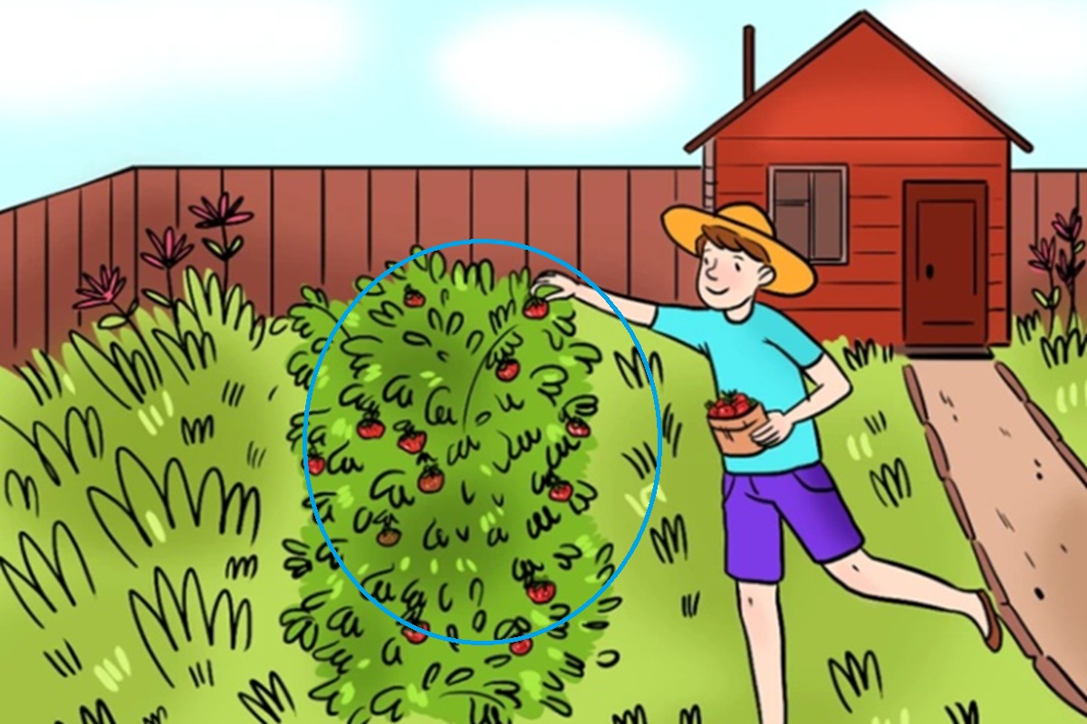 Obrázek k článku: Najdete chybu v obrázku chlapce sbírajícího jahody? Máte na to 59 sekund!