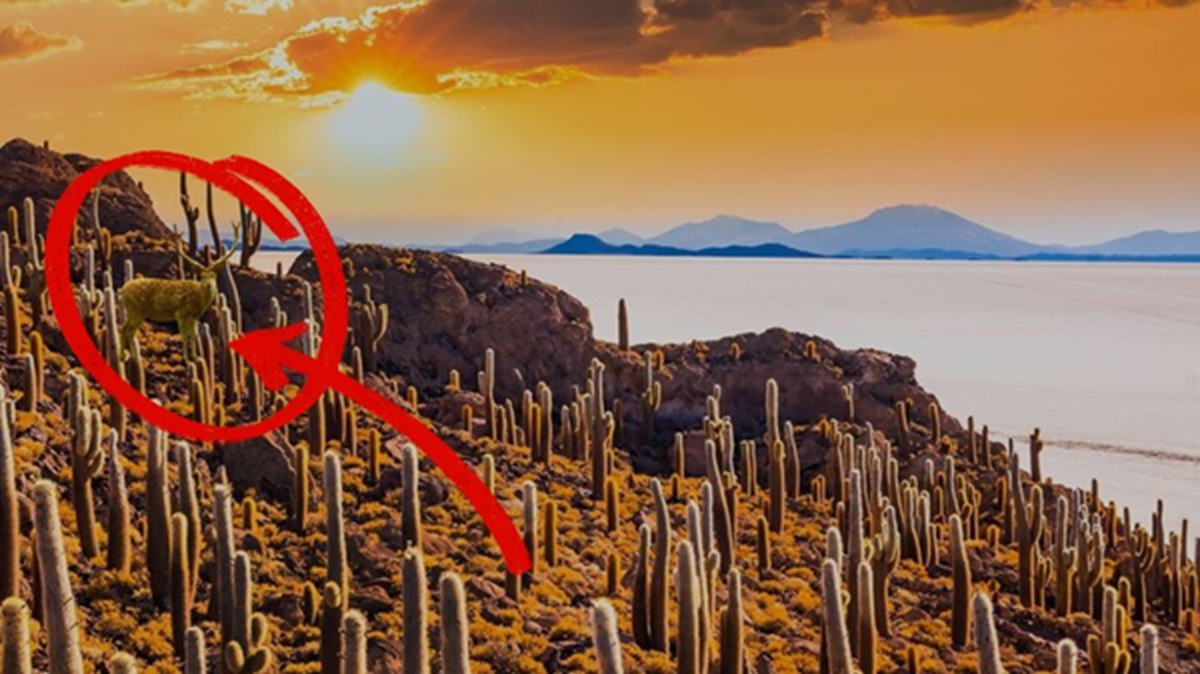 Obrázek k testu: Test: (Ne)nechá se váš zrak oklamat? Do 7 sekund najděte jelena ukrytého mezi kaktusy!