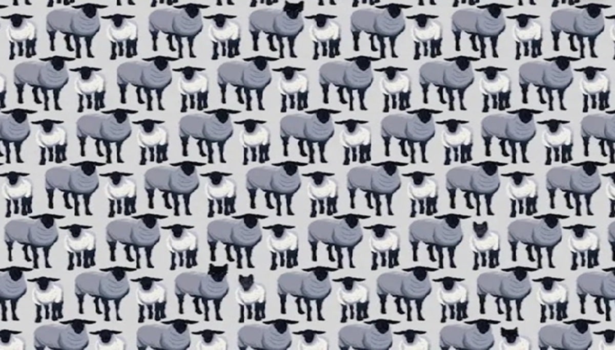 Test s ovcemi bez nápovědy