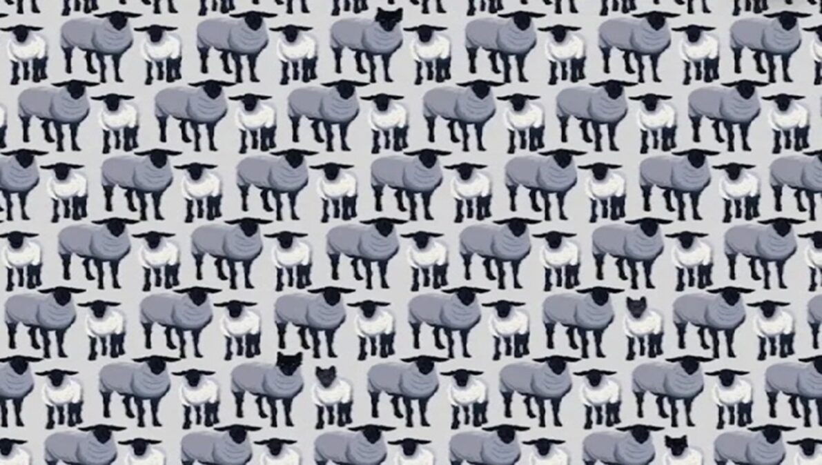 Test s ovcemi bez označení vlků