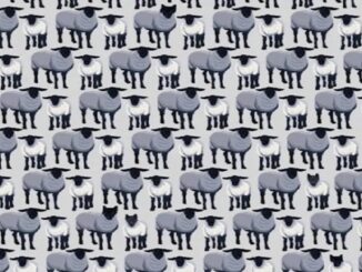 Test s ovcemi bez označení vlků