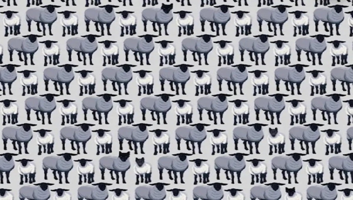 Test s ovcemi bez označení vlků