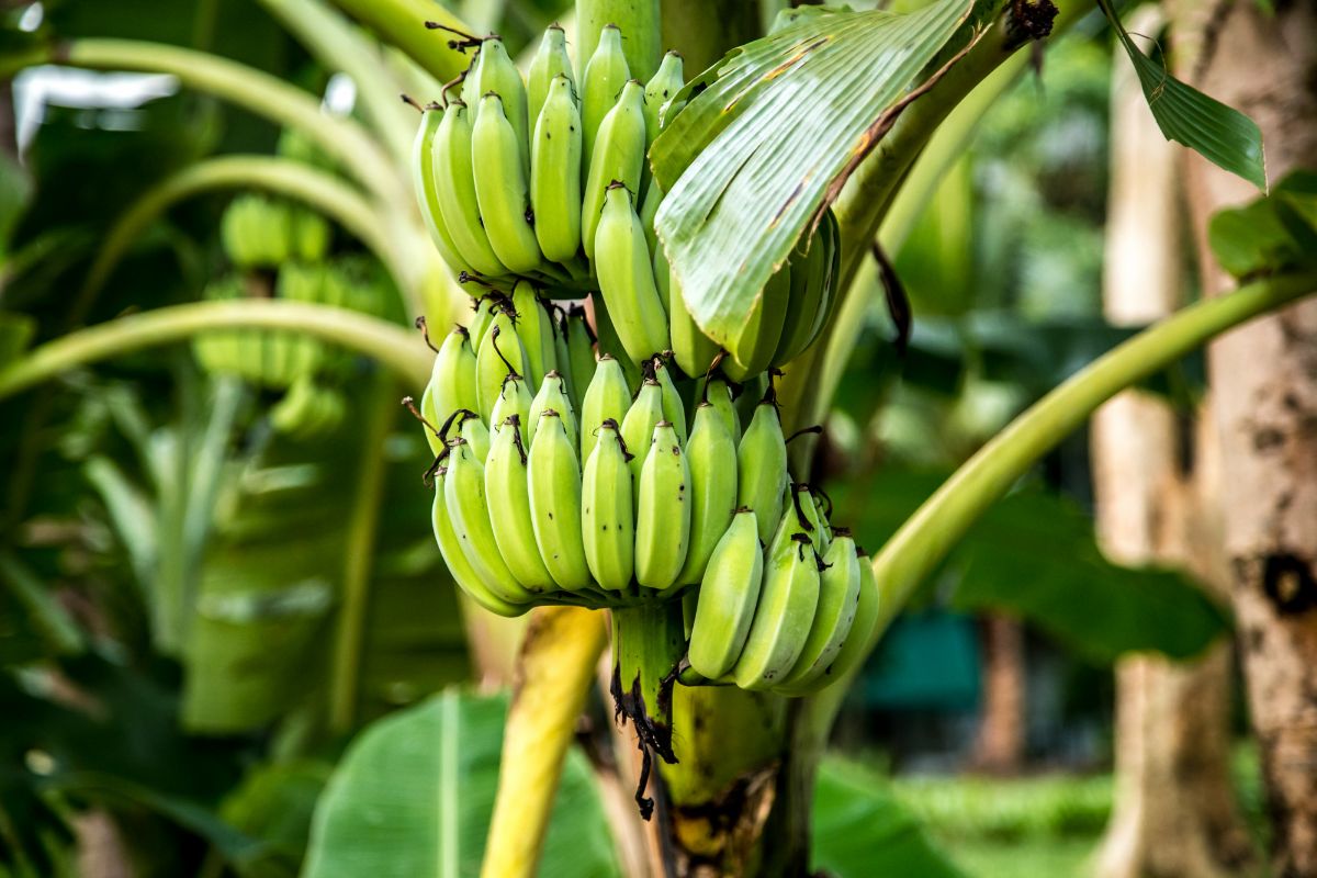 banany-strom