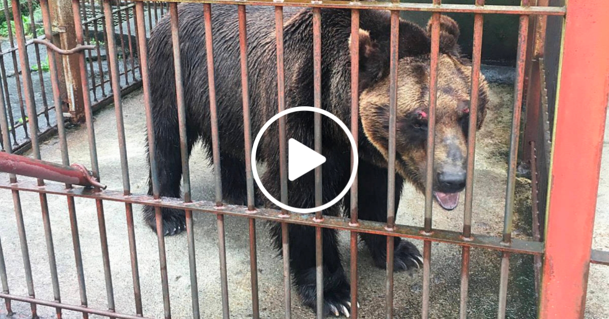 bear-in-cage