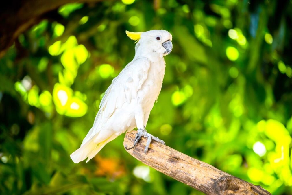 bílý papoušek kakadu