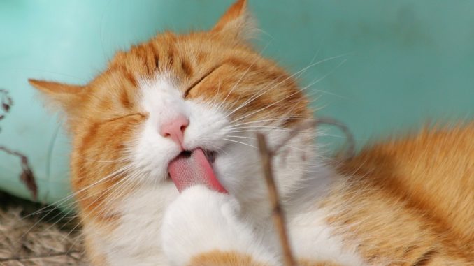 cat-323262_1920
