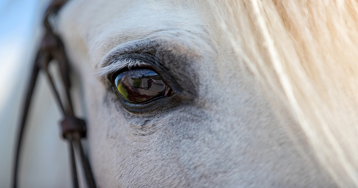 oko kůň