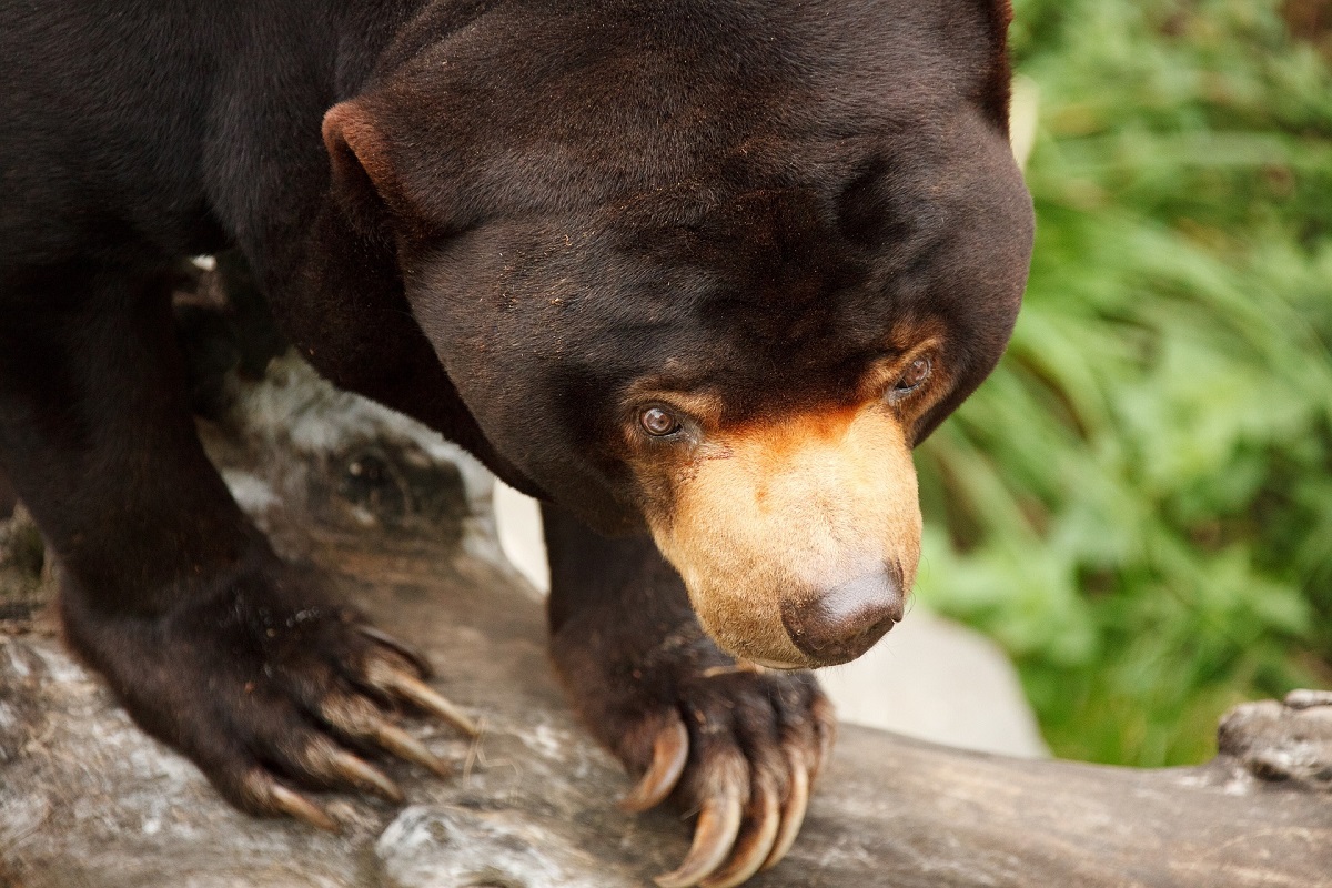 cerny-asijsky-medved