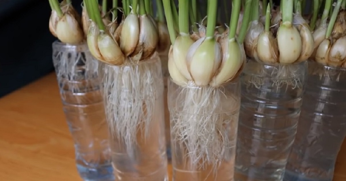 Jak si doma vypěstovat česnek?