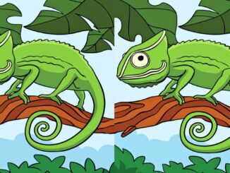 Chameleon, rozdíly