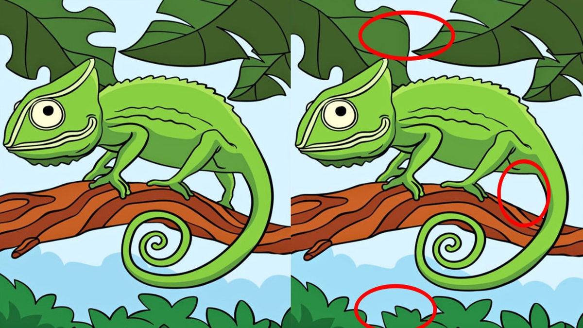 Chameleon, rozdíly, řešení