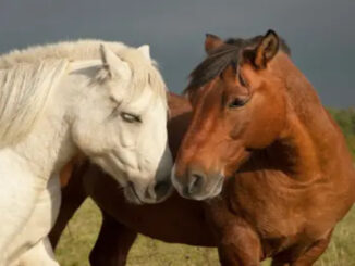 Dva koně dávají k sobě čumák
