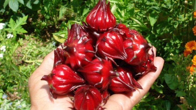 entenda-os-beneficios-da-hibisco-hibiscus-sabdariffa-para-sua-saude