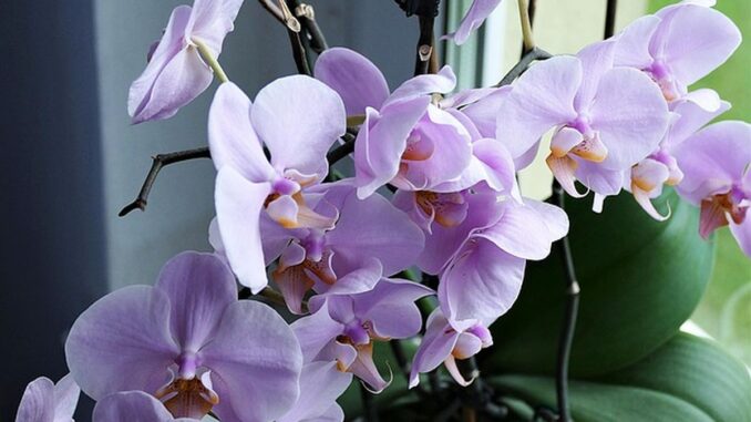 fialová orchidej na okně