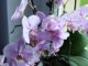 fialová orchidej na okně