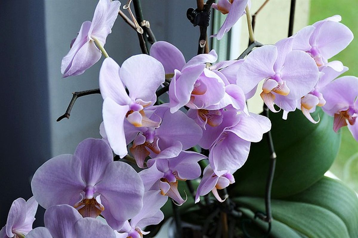fialová orchidej na okně