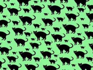 Hádanka: Kde se skrývá myš?