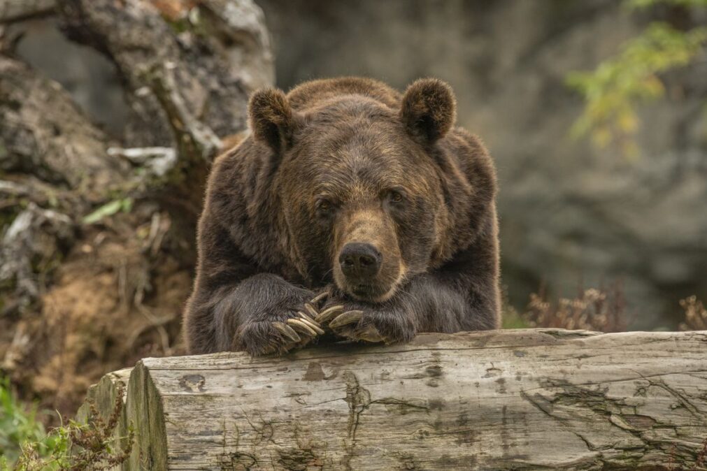 hnědý medvěd v lese