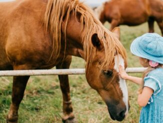 holčička hladí koně