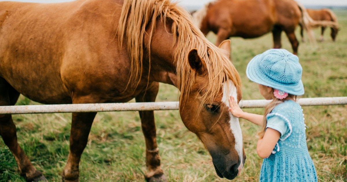 holčička hladí koně