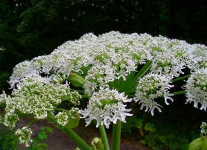 Bolševník velkolepý: Jedovatá rostlina, která může způsobit slepotu i vážné popáleniny - Svět