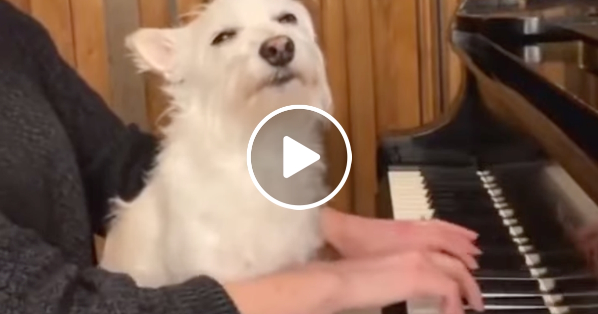 klavir-pes