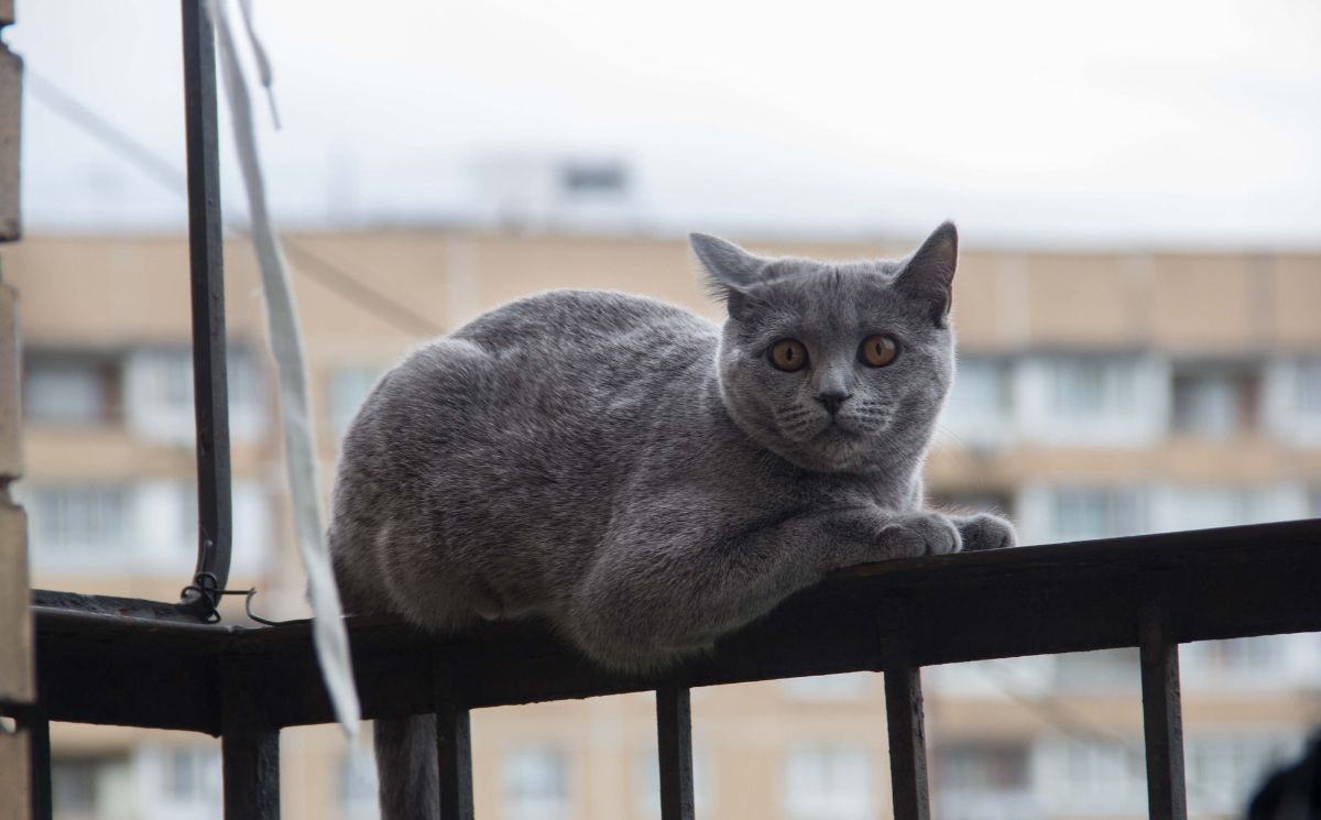 kočka na balkoně