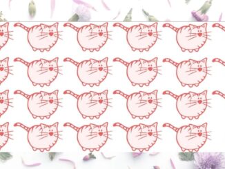 Hádanka s odlišnou kočkou