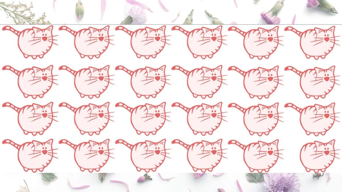 Hádanka s odlišnou kočkou