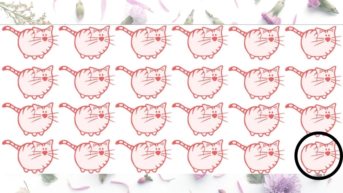 Hádanka s odlišnou kočkou