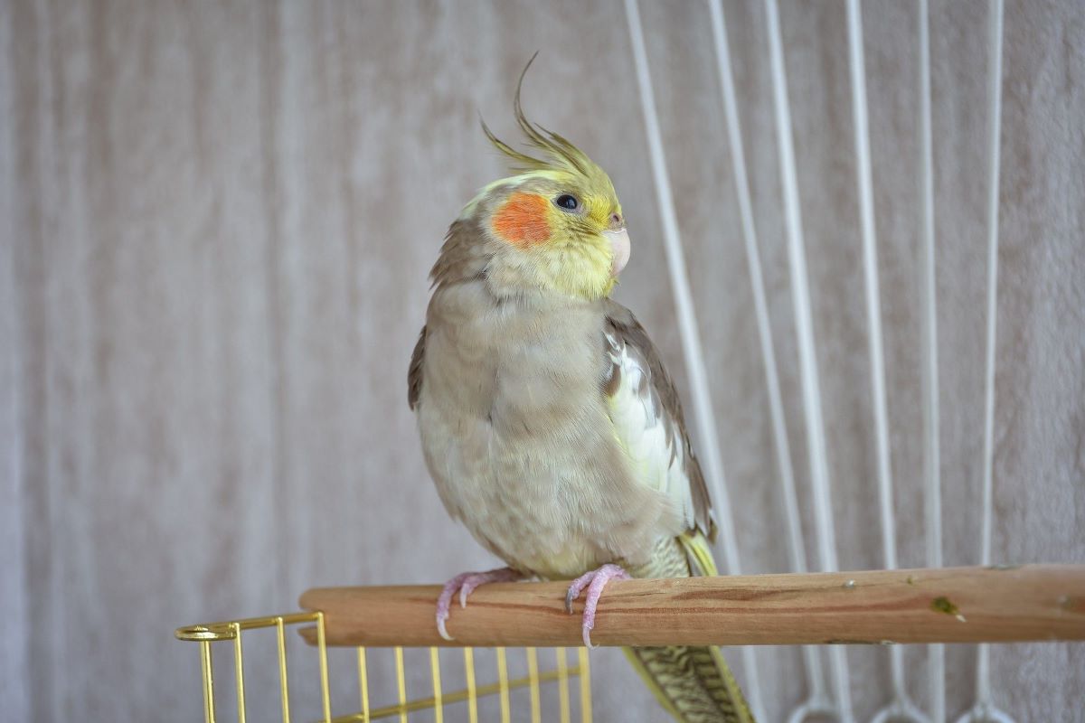 korela papoušek