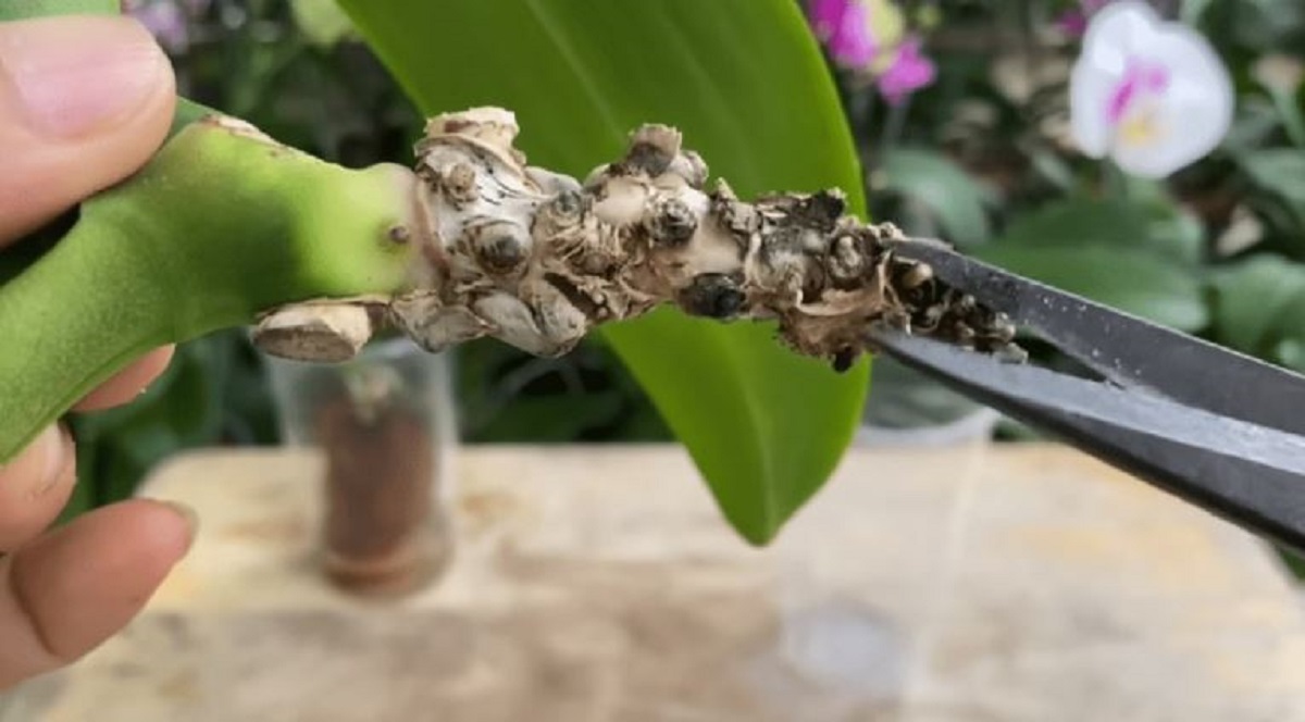 kořen orchideje