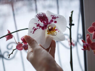 orchidej na okně