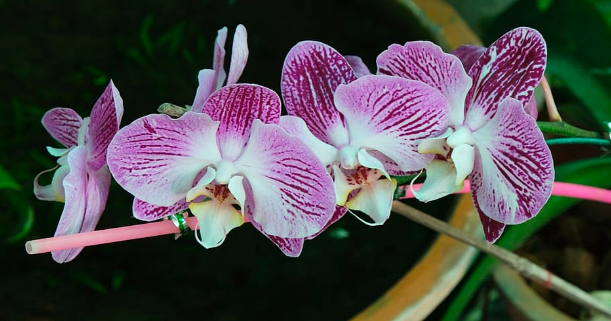 kvety-orchideji