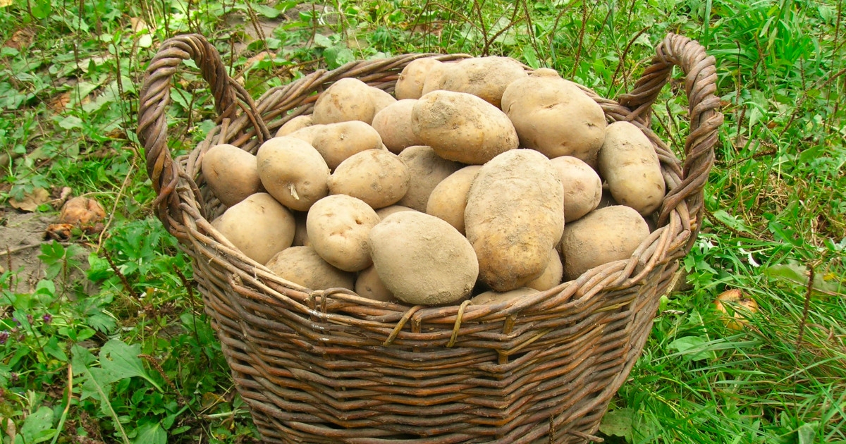 kybl-brambor