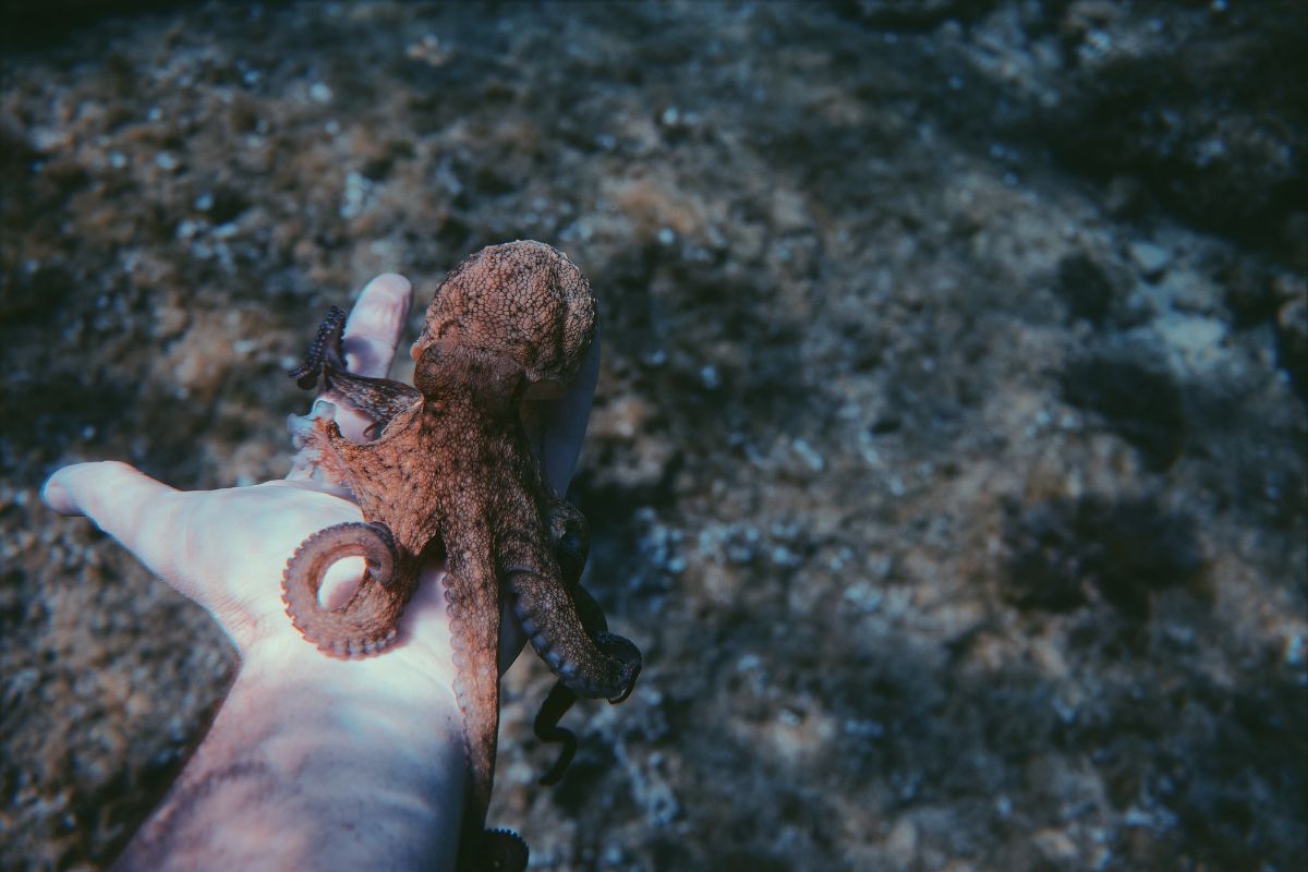 mala-chobotnice