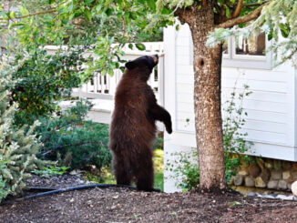 Medvěd stojí před domem