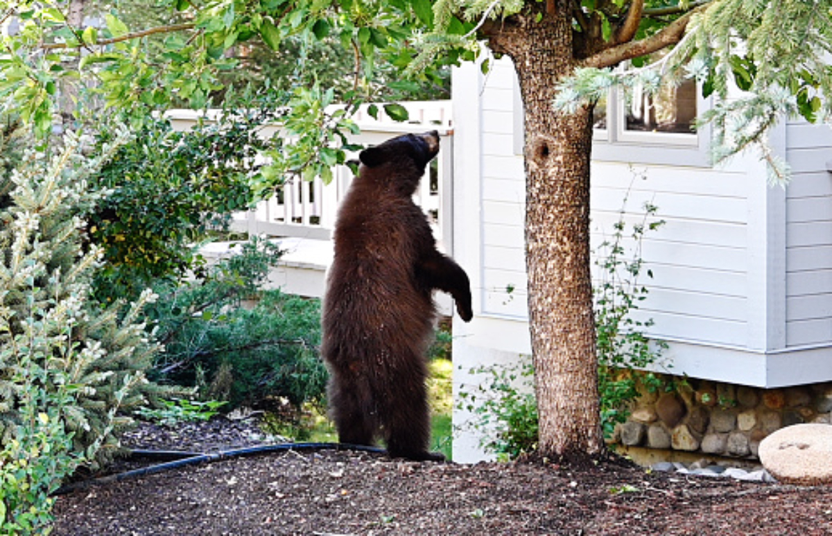 Medvěd stojí před domem