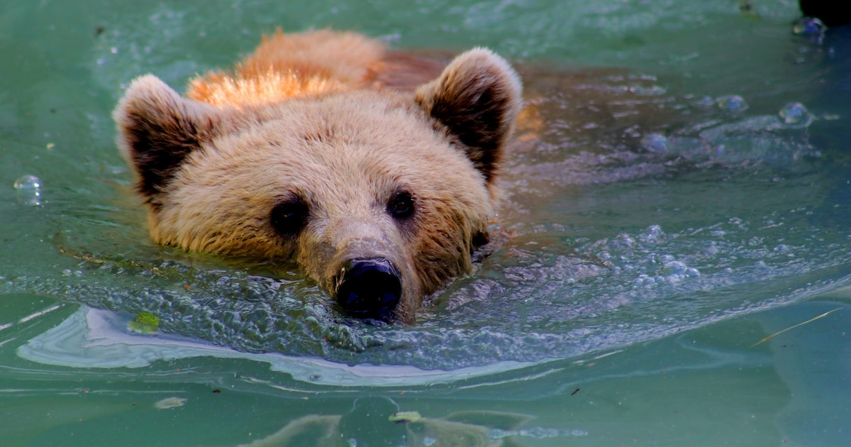 medvěd ve vodě