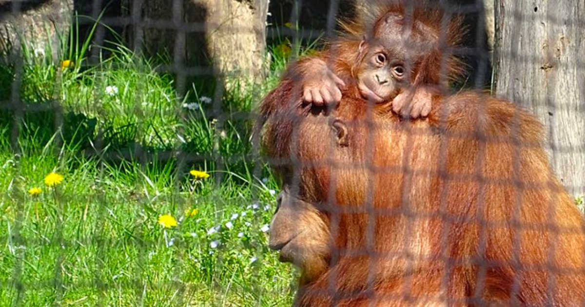 mlade-orangutana